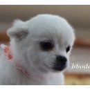 bbodog(뽀독) 이미지