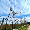 10월3일 한국의 큐켄호프 꽃 축제 갈빛 실루엣이 오색으로 물든 평화의 숲 에서 인생샷 천연염색 스카프 증정 이미지