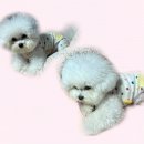 전주강아지분양 미니퍼피 가정견사 직영 | 강아지 안전한 차량 이동, 전주강아지분양 미니퍼피 가정견사 전주직영점 가이드