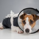 24시청주나음동물메디컬 이미지