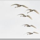 고니 - 수성구 | 고니