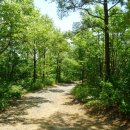 편백나무숲 이미지