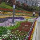 온천천관리사무소 | #온천천 벚꽃축제 후기