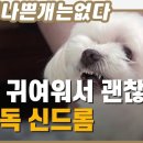 귀여우니 괜찮다? 스몰독 신드롬.jpg (=<b>작은</b><b>강아지</b> 증후군)