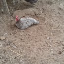 새온농원 이미지