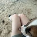 퍼피포피 이미지