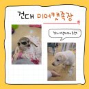 미어캣족장 | [건대 이색카페] 미엇캣과 라쿤이 있는 건대 미어캣족장 후기!