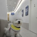 힐링동물병원 &  건강검진센터 이미지
