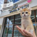 강아지분양 고양이분양 헬로브리더 이미지