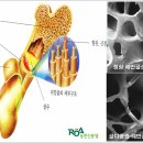 고려인삼 이미지