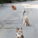 그루밍 타임 이미지