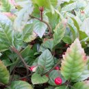 땅끝 남도의 향기 이미지