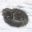 [[고양이를 찾습니다. 제발 도와주세요.]] 천안아산역 와이시티 근처 이미지