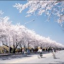 수도권 벚꽃 여행지-호반 벚꽃길...백색 유혹 속으로 이미지
