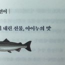 사카나 이미지
