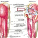 밸런스EM의원 이미지