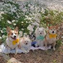 화인애견 이미지