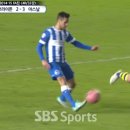 브라이튼독 이미지