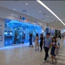 코엑스 아쿠아리움 방문기! 덥다 안에서 놀자...#1편