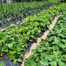 황포냉면 이미지