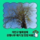 발산마을회관 | 처인구 벌목업체 은행나무 제거 및 전정 비용