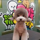 도그핏애견샵 이미지