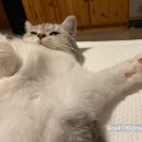 봄티나라