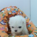 바우스토리 이미지