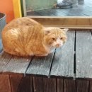 제주돈돼지병영점 이미지