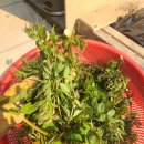 화악농장 이미지