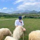 칠동농장 | 여행 2일차 산티아고 판랑 사막투어 솔직후기 ! 나트랑 양떼목장, 포도농장, 베트남뗏기간 [맛도리사냥꾼]