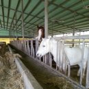 천리목장 이미지