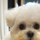 강아지 마을 | 사고뭉치 9개월 강아지 이름 바꾸기 미니비숑 말티숑 몸무게