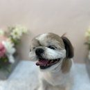아지독 이미지