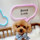 몽띠아모 이미지