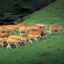 횡성목장 이미지