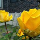 가수원초등학교 이미지