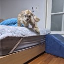 로이애견 | 로이의 건강일기 &amp; 강아지 롤매트 구매 후기!🐶
