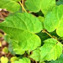 개나리공원 이미지