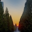 기지시 메타세콰이아 이미지