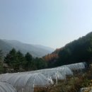 밴돌프
