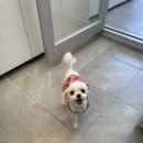 귀빈펫살롱 이미지