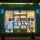 광주 고양이분양 브로스펫 이미지