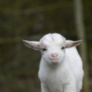 아기염소 이미지