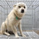 캔두코리아 이미지