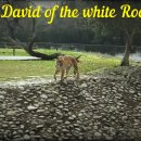 David of the white Rock & The Peacock Followed the Hen 이미지