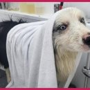 그린펫그루밍 이미지