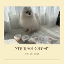 홀리몰리 | 대전 강아지수제간식 댕댕이가 좋아한 상대동 홀리몰리