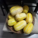 옥수수 참외 수확(260724) 이미지