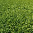 장수시장 이미지